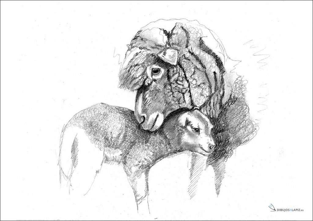 dibujos-a-lapiz-animales-pareja-de-ovejas