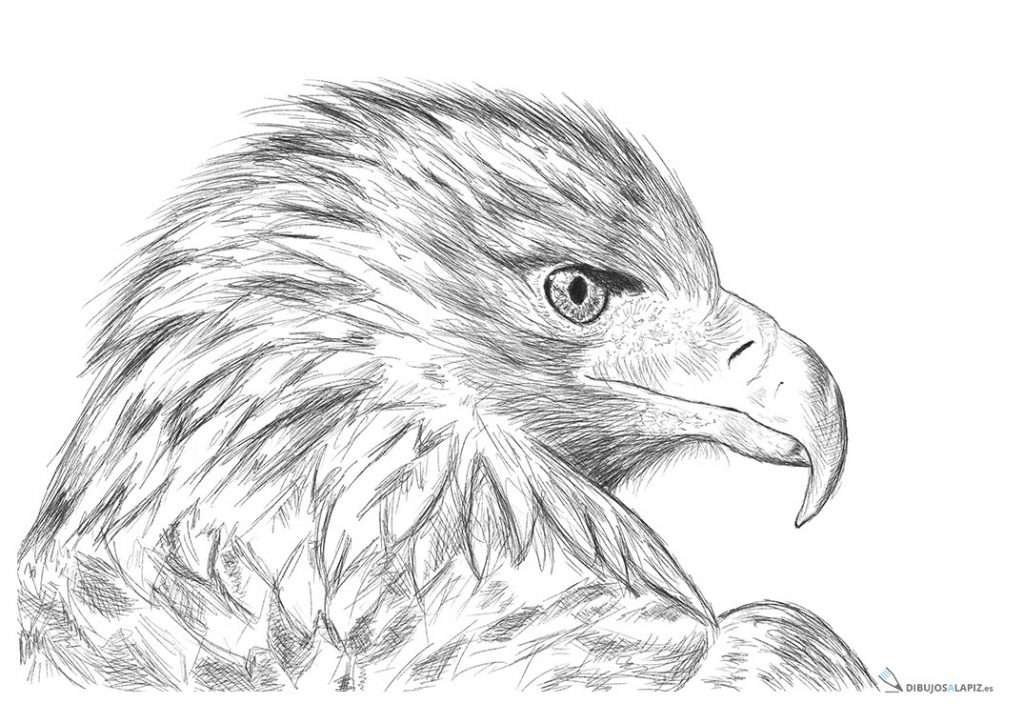 dibujos a lapiz cabeza de aguila
